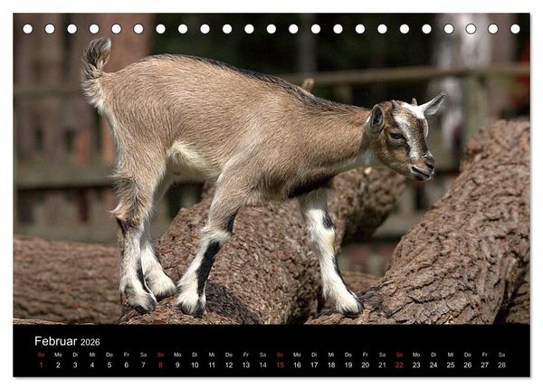 Produktbild: Zwergziegen (Tischkalender 2026 DIN A5 quer), CALVENDO Monatskalender