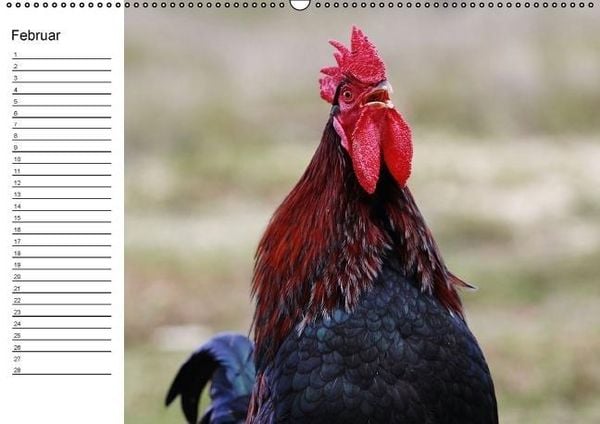 Produktbild: H&uuml;hner / Geburtstagskalender (Wandkalender immerw&auml;hrend DIN A2 quer)