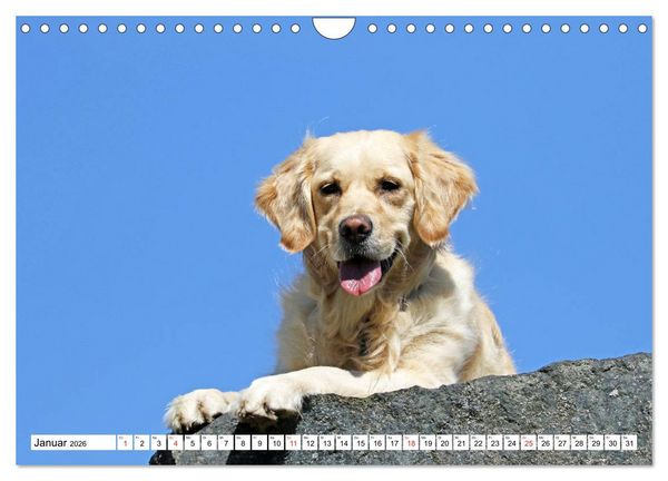 Produktbild: Golden Retriever ein treuer Begleiter (Wandkalender 2026 DIN A4 quer), CALVENDO Monatskalender