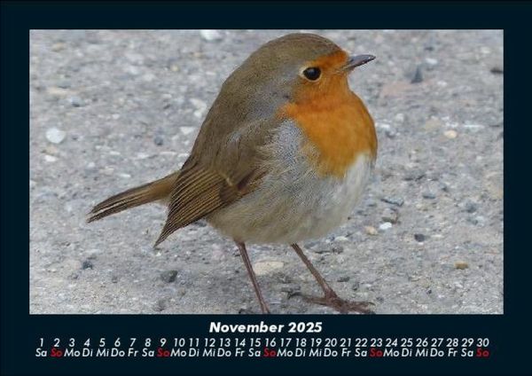 Produktbild: Welt der V&ouml;gel 2025 Fotokalender DIN A5