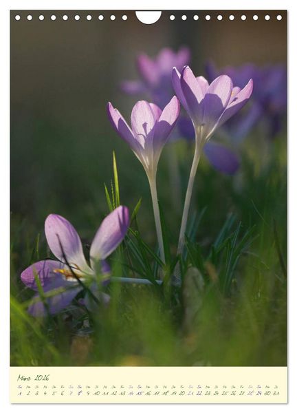 Produktbild: Bl&uuml;tenzauber im Garten (Wandkalender 2026 DIN A4 hoch), CALVENDO Monatskalender