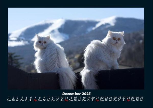 Produktbild: Katzen 2025 Fotokalender DIN A4