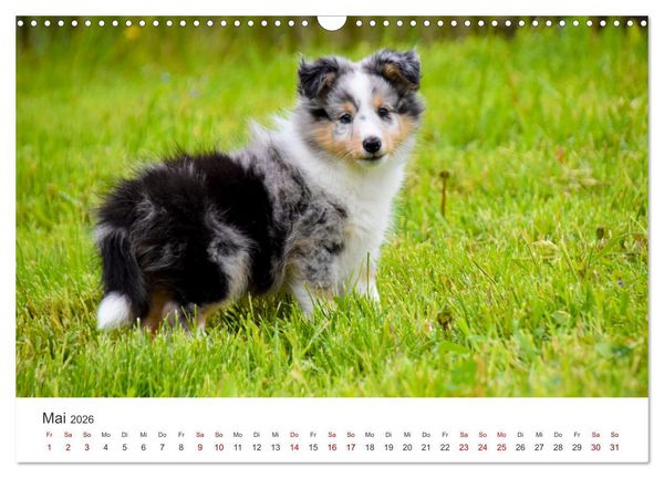 Produktbild: Shelties - Die zuckers&uuml;&szlig;en Vierbeiner. (Wandkalender 2026 DIN A3 quer), CALVENDO Monatskalender
