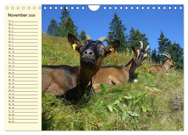 Produktbild: Ziegen. Lustige Ausbruchsk&uuml;nstler (Wandkalender 2026 DIN A4 quer), CALVENDO Monatskalender