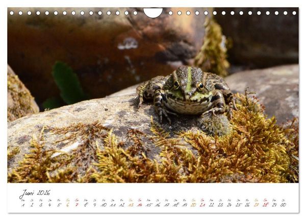 Produktbild: Frosch Karl, Hans und Max im Einklang der Natur (Wandkalender 2026 DIN A4 quer), CALVENDO Monatskalender
