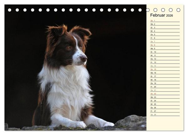 Produktbild: Border Collie 2026 (Tischkalender 2026 DIN A5 quer), CALVENDO Monatskalender
