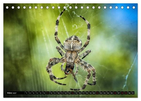 Produktbild: Abneigung und Ekel. Die unbeliebtesten Tiere (Tischkalender 2027 DIN A5 quer), CALVENDO Monatskalender