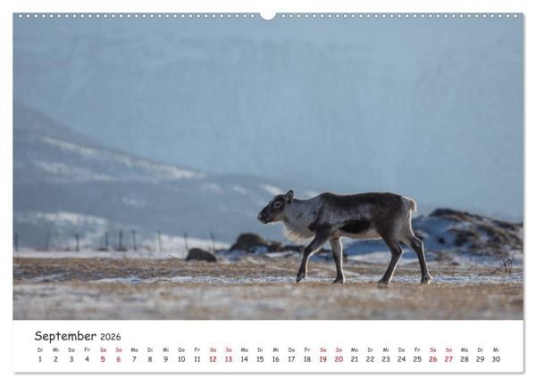 Produktbild: Rentiere (hochwertiger Premium Wandkalender 2026 DIN A2 quer), Kunstdruck in Hochglanz