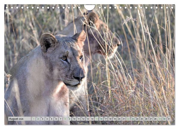 Produktbild: L&ouml;wen. Die K&ouml;nige Afrikas (Wandkalender 2026 DIN A4 quer), CALVENDO Monatskalender