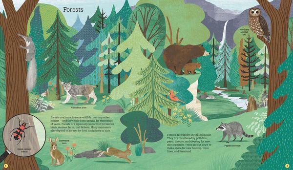 Produktbild: How to Help a Hare and Protect a Polar Bear
