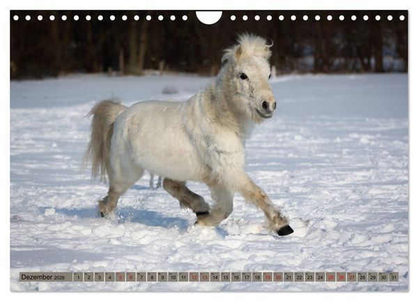 Produktbild: Ponys, die starken Pers&ouml;nlichkeiten (Wandkalender 2026 DIN A4 quer), CALVENDO Monatskalender