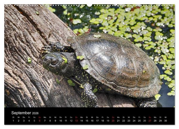 Produktbild: Wasserschildkr&ouml;ten (Wandkalender 2026 DIN A2 quer), CALVENDO Monatskalender