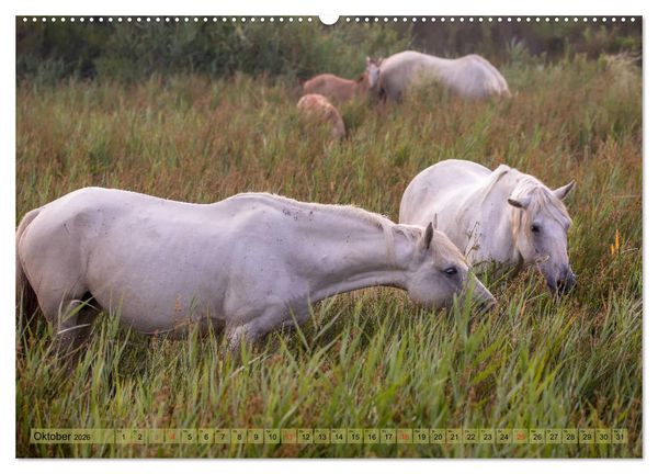 Produktbild: Camargue - Der wilde S&uuml;den Frankreichs (hochwertiger Premium Wandkalender 2026 DIN A2 quer), Kunstdruck in Hochglanz