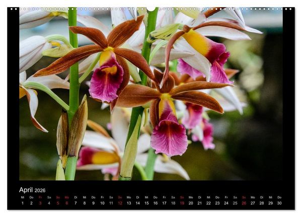 Produktbild: Wunderbare Orchideen (hochwertiger Premium Wandkalender 2026 DIN A2 quer), Kunstdruck in Hochglanz
