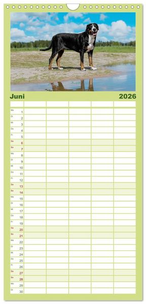 Produktbild: Familienplaner 2026 - Gro&szlig;e Schweizer - Gigantische Sennenhunde mit 5 Spalten (Wandkalender, 21 x 45 cm) CALVENDO