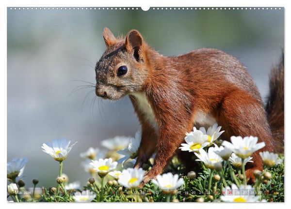 Produktbild: Eichh&ouml;rnchen Momentaufnahmen f&uuml;rs Herz (Wandkalender 2026 DIN A2 quer), CALVENDO Monatskalender