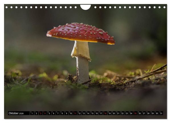 Produktbild: Zauberwelt Wald (Wandkalender 2026 DIN A4 quer), CALVENDO Monatskalender