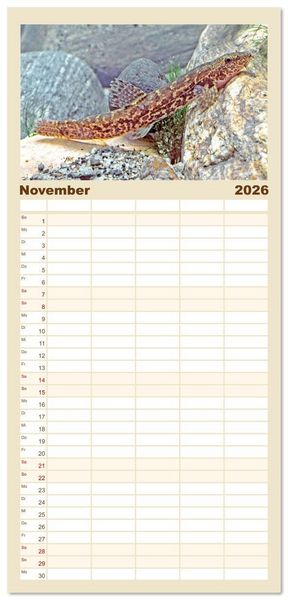 Produktbild: Familienplaner 2026 - Forelle, Hecht und St&ouml;r: Fische in europ&auml;ischen Gew&auml;ssern mit 5 Spalten (Wandkalender, 21 x 45 cm) CALVENDO