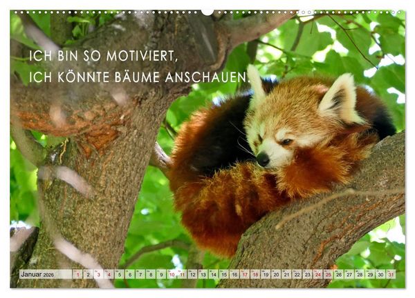 Produktbild: M&uuml;de, faul und arbeitsscheu (hochwertiger Premium Wandkalender 2026 DIN A2 quer), Kunstdruck in Hochglanz