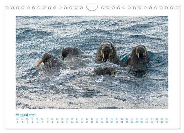 Produktbild: Spitzbergen - Landschaft - Eis - Tierwelt (Wandkalender 2026 DIN A4 quer), CALVENDO Monatskalender