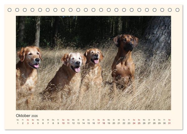Produktbild: Rhodesian Ridgeback Power aus S&uuml;dafrika (Tischkalender 2026 DIN A5 quer), CALVENDO Monatskalender