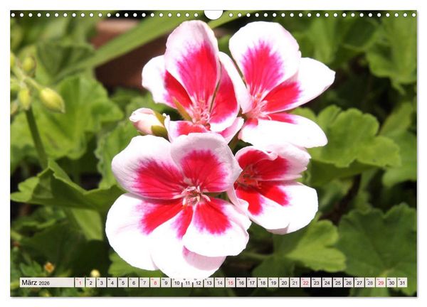 Produktbild: Pelargonien. Die Klassiker unter den Bl&uuml;hwundern (Wandkalender 2026 DIN A3 quer), CALVENDO Monatskalender