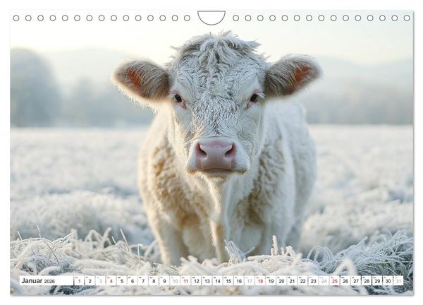 Produktbild: K&Uuml;HE AUF DER ALM &ndash; Der Kalender aus Bayern (Wandkalender 2026 DIN A4 quer), CALVENDO Monatskalender