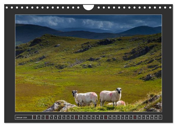Produktbild: IRLAND - Insel der gl&uuml;cklichen Schafe (Wandkalender 2026 DIN A4 quer), CALVENDO Monatskalender