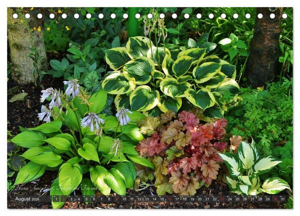 Produktbild: Hosta Staude mit Herz (Tischkalender 2026 DIN A5 quer), CALVENDO Monatskalender