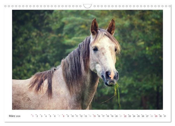 Produktbild: Der Pferdekalender (Wandkalender 2026 DIN A3 quer), CALVENDO Monatskalender