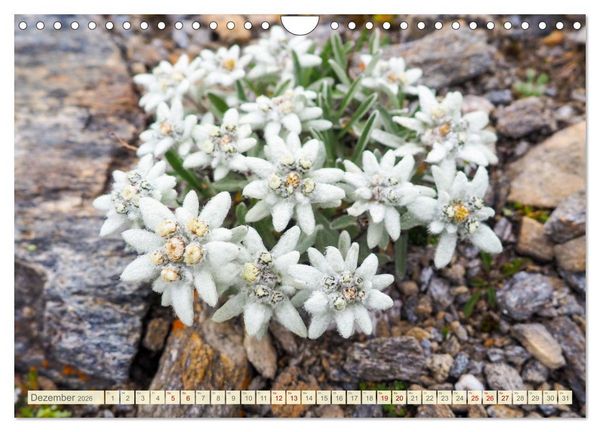 Produktbild: Edelwei&szlig; - Wahrzeichen der Alpen (Wandkalender 2026 DIN A4 quer), CALVENDO Monatskalender