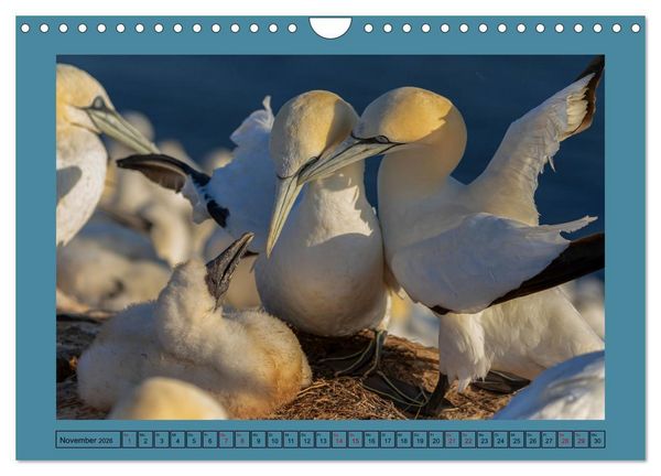 Produktbild: Helgoland und seine Basst&ouml;lpel (Wandkalender 2026 DIN A4 quer), CALVENDO Monatskalender