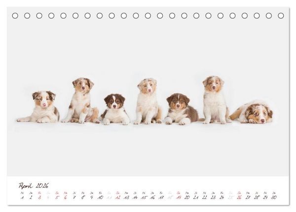 Produktbild: Wunderbare Australian Shepherds (Tischkalender 2026 DIN A5 quer), CALVENDO Monatskalender