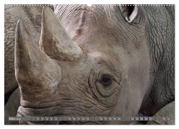 Produktbild: Nash&ouml;rner & Flusspferde (hochwertiger Premium Wandkalender 2026 DIN A2 quer), Kunstdruck in Hochglanz