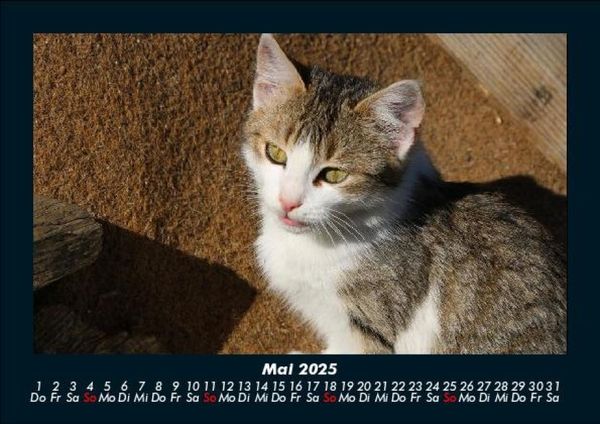 Produktbild: F&uuml;r Katzenfreunde 2025 Fotokalender DIN A5