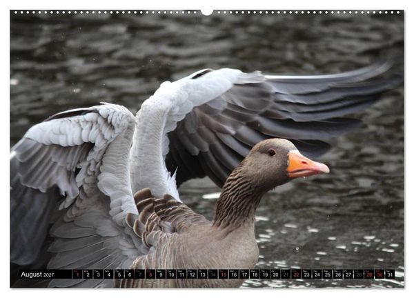 Produktbild: Lovely Water Birds (High Quality Premium Wall Calendar 2027 DIN A2 landscape),CALVENDO 12 Month Wall Calendar