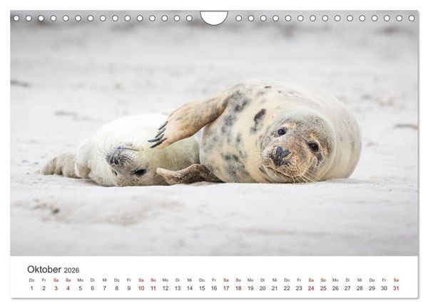 Produktbild: Junge Kegelrobben (Wandkalender 2026 DIN A4 quer), CALVENDO Monatskalender