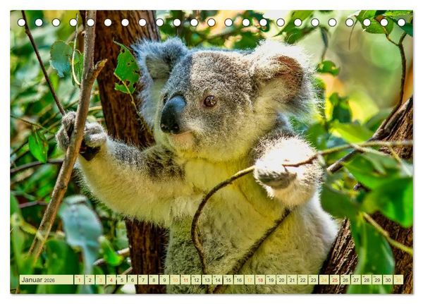 Produktbild: Koala - kleiner Teddy (Tischkalender 2026 DIN A5 quer), CALVENDO Monatskalender