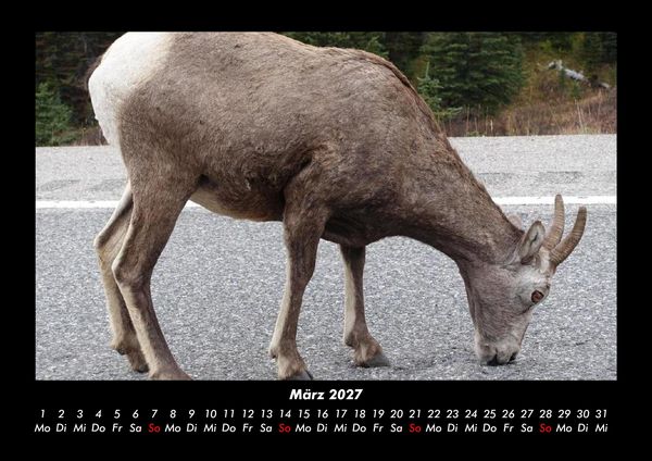 Produktbild: Tierkalender 2027 Fotokalender DIN A3