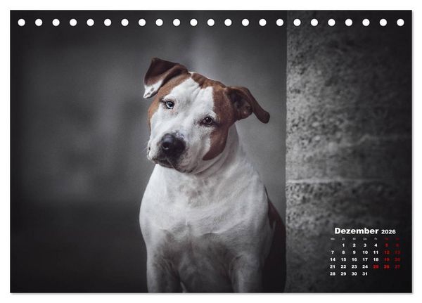 Produktbild: Listenhunde - mehr als nur eine Kategorie (Tischkalender 2026 DIN A5 quer), CALVENDO Monatskalender