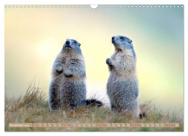 Produktbild: Alpenmurmeltiere in freier Wildbahn (Wandkalender 2026 DIN A3 quer), CALVENDO Monatskalender