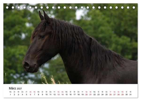 Produktbild: Friesen - Kraft und Eleganz (Tischkalender 2027 DIN A5 quer), CALVENDO Monatskalender