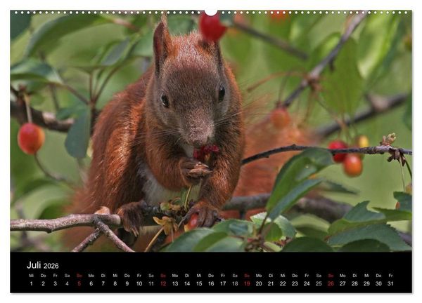 Produktbild: Artist im Garten. Das Eichh&ouml;rnchen (hochwertiger Premium Wandkalender 2026 DIN A2 quer), Kunstdruck in Hochglanz