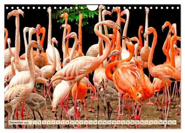 Produktbild: Flamingos - elegante Sch&ouml;nheiten (Wandkalender 2026 DIN A4 quer), CALVENDO Monatskalender