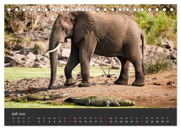 Produktbild: Elefanten - Graue Riesen (Tischkalender 2026 DIN A5 quer), CALVENDO Monatskalender