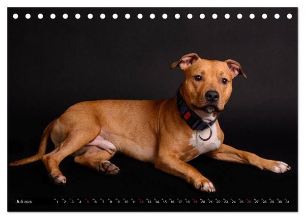 Produktbild: Pit Bull und Co. - Geliebt, gef&uuml;rchtet, missverstanden (Tischkalender 2026 DIN A5 quer), CALVENDO Monatskalender
