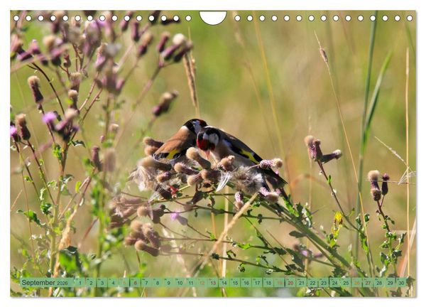 Produktbild: Distelfink (Wandkalender 2026 DIN A4 quer), CALVENDO Monatskalender
