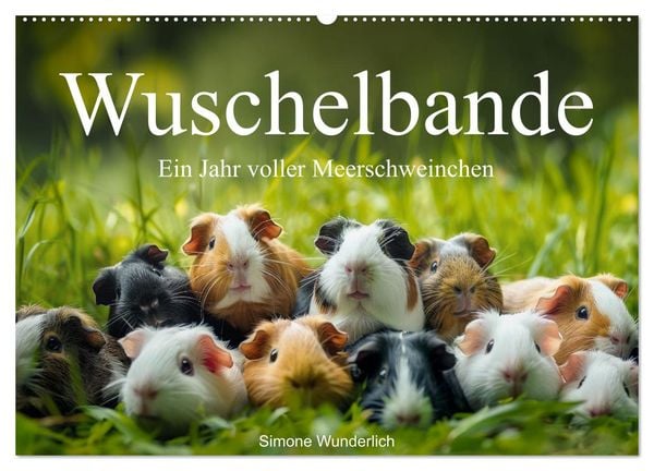 Wuschelbande - Ein Jahr voller Meerschweinchen (Wandkalender 2025 DIN A2 quer), CALVENDO Monatskalender