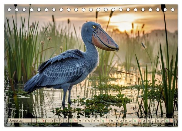 Produktbild: Schuhschnabel Vogel (Tischkalender 2027 DIN A5 quer), CALVENDO Monatskalender
