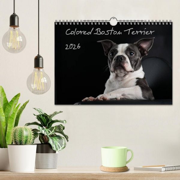Produktbild: Colored Boston Terrier 2026 (Wandkalender 2026 DIN A4 quer), CALVENDO Monatskalender